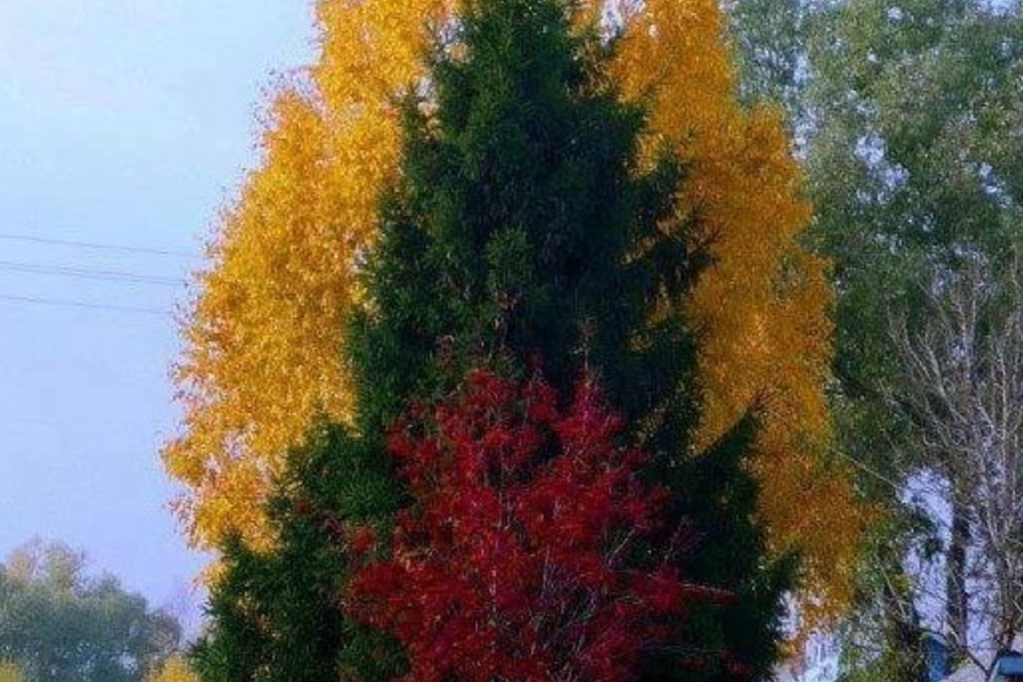 Gamta Lietuvos vėliavos spalvomis pasidabino ir užsienyje.<br>Liu N. nuotr.
