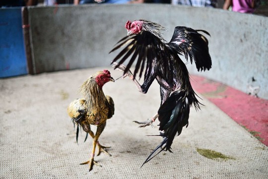 Per susišaudymą gaidžių peštynėse Meksikoje žuvo 10 žmonių