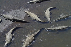 Indonezijoje kalėjimą saugos aršūs krokodilai