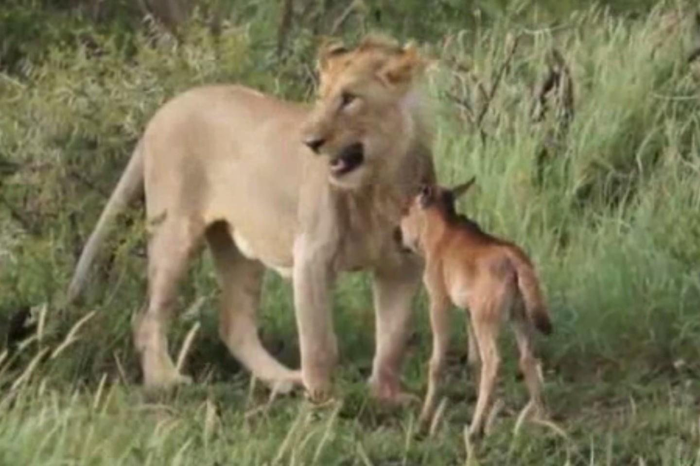 Liūto elgesys su buivolo jaunikliu nustebino turistus.<br>Stop kadras