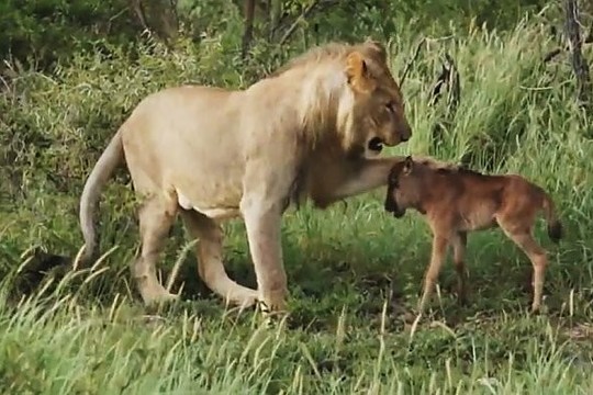 Netikėta liūto ir buivolo jauniklio pažinties atomazga