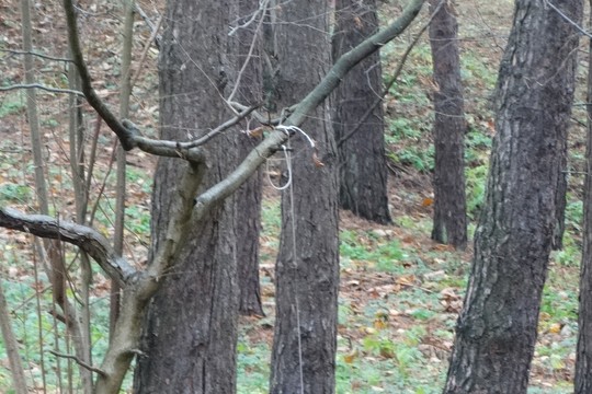 Alytuje, miškelyje prie gatvės, aptiko pakaruoklį