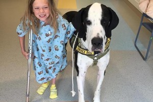 Nepagydomai sergančią mergaitę ant kojų pastatė gigantiškas šuo