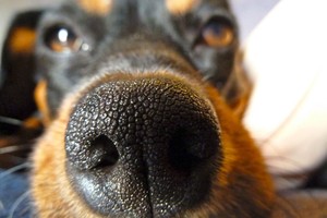 Kam šunims ir katėms reikalingi ūsai? Atsakymas nustebins