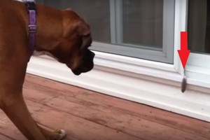 Radinys prie durų išgąsdino namo grįžusį šunį