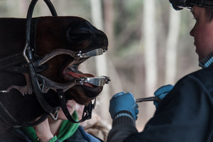 Kruvina būtinybė – dantų lyginimas žirgams