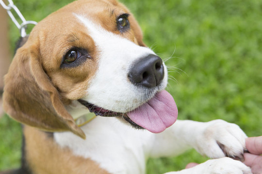 Sužinokite, kurių veislių šunys yra draugiškiausi