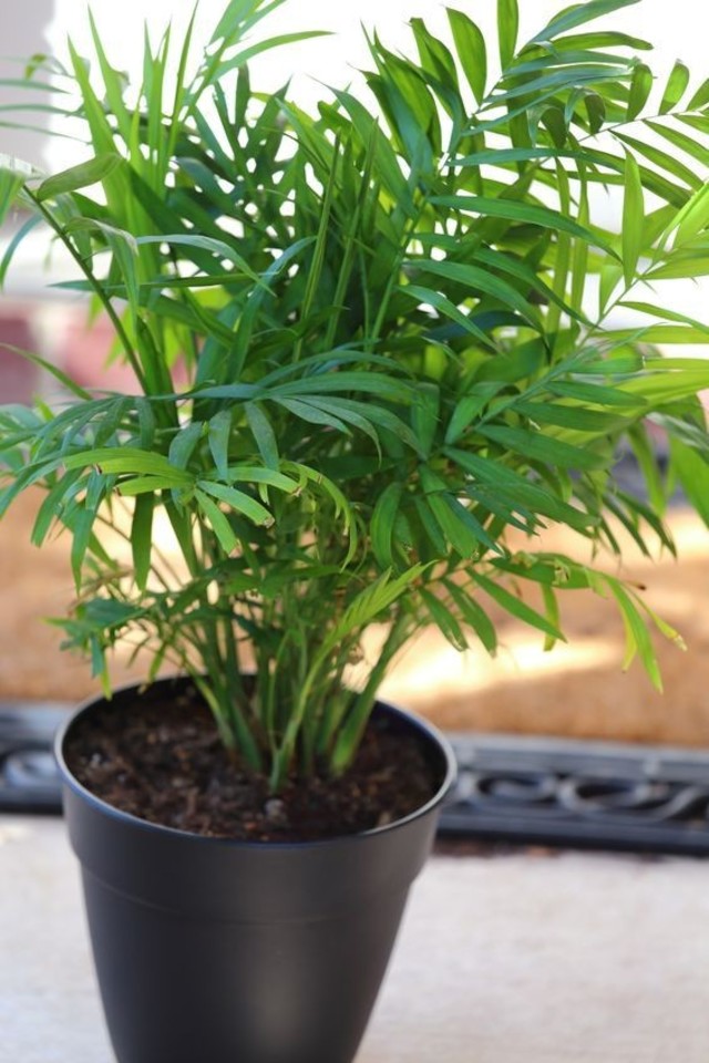 Grakščioji chamedorėja yra vienas iš populiariausių kambarinių augalų, kuris gali užaugti labai didelis.<br>123rf nuotr.