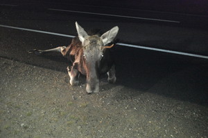 Panevėžio rajone partrenktą briedį vėliau nušovė medžiotojai