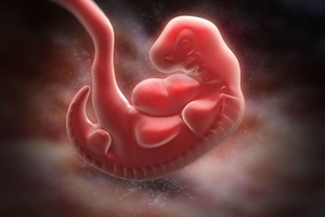 Kas lems vaikų mėgintuvėlyje likimą: efektyvumas ar žmogiškumas?