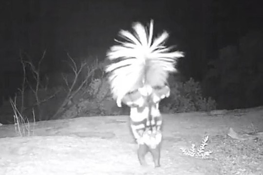 Išskirtinė šeško gynyba – šokis ant dviejų kojų