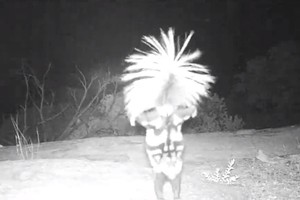 Internautus prajuokino įmantrus šeško šokis