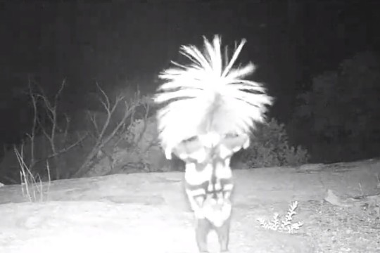 Internautus prajuokino įmantrus šeško šokis