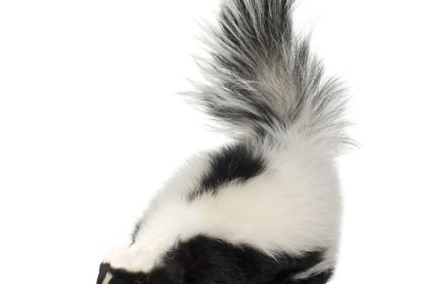 Prieš paleisdamas dvokutį skunsas paprastai savo priešus įspėja.<br>123rf nuotr.