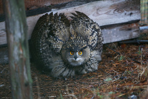 Į laisvę paleido reto grožio keturis didžiuosius apuokus