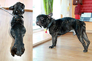 Žiauriai išsekusio šuns šeimininkė nebepajėgė jo prižiūrėti