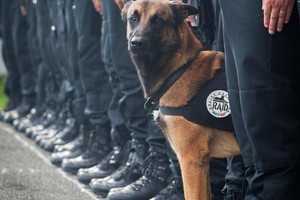 Paryžiaus reide prieš teroristus žuvo policijos šuo