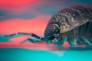 Iš arti nufotografavo, kokie gyviai tūno kiekvienuose namuose