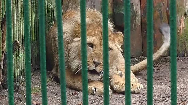 Džiaugsmą dėl naujokų liūtų Kaune temdo žirafos netektis