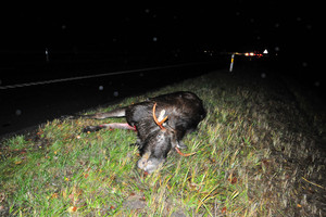 Specialistai įspėja: keliuose blaškosi laukiniai žvėrys