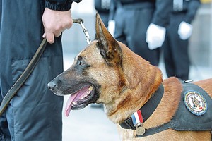 Didelius pinigus užuodžiantis šuo – kontrabandininkų siaubas