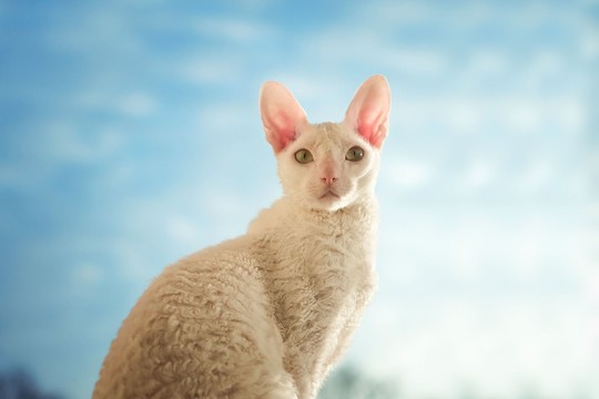 Išskirtinės išvaizdos kačių veisėja neatsigina vieno klausimo