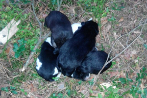 Miško keliuku važiavęs vyras tokio radinio nesitikėjo