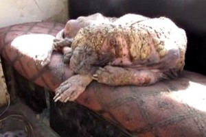 Kardinalūs pokyčiai: šuo per 6 savaites pasikeitė neatpažįstamai