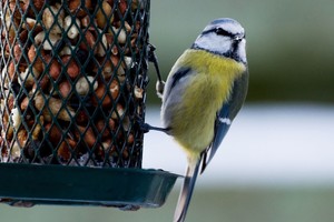 Puiki žinia paukščių mylėtojams: jau galima lesinti sparnuočius