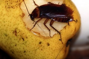 Prasidėjus šildymui atkunta tarakonai. Kaip juos išnaikinti?