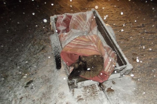 Raseinių pareigūnai išgelbėjo karučiu gabentą senjorų poros avį