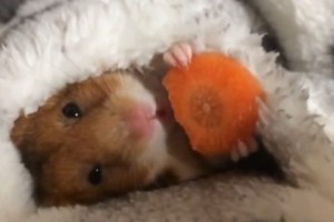 Mieliau nebūna: morką graužiantis žiurkėnas užkariauja internetą