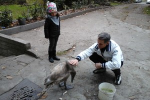 Vilnietis papasakojo, kaip išgelbėjo nusilpusį gulbiuką