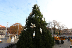 Kauno Kalėdų eglė: žmonės ir džiaugiasi, ir bijo