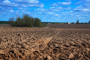 Ekologiniams ūkiams – gera žinia dėl juodojo pūdymo apsėjimo