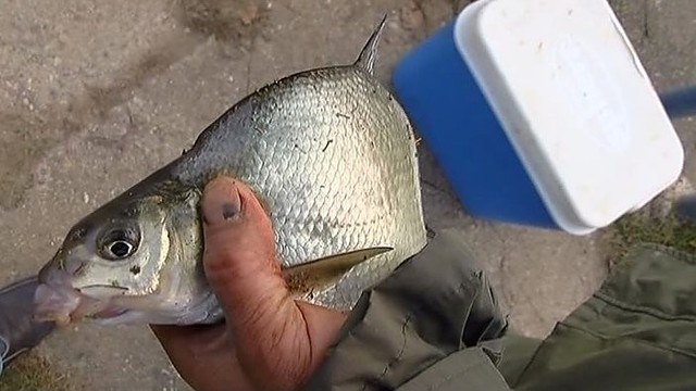 Kaune žiobrius graibstantys žvejai atskleidė žvejybos paslaptis