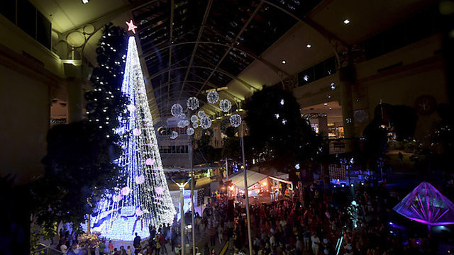 Australijos Kalėdų eglutė – pasaulio rekordininkė
