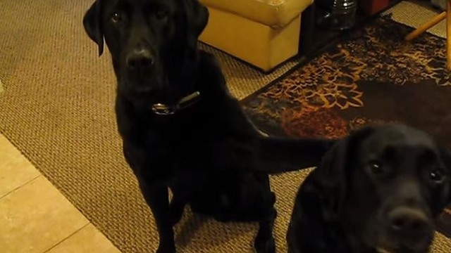 Šuns reakcija į šeimininkės prašymą: pavogė sausainį ir paskundė