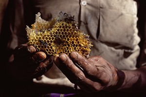 Milžiniškos bitės neša haliucinogeninį medų