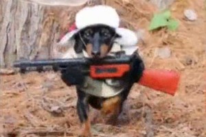 Linksmas vaizdelis: šeimininkas paruošė savo šunį į medžioklę