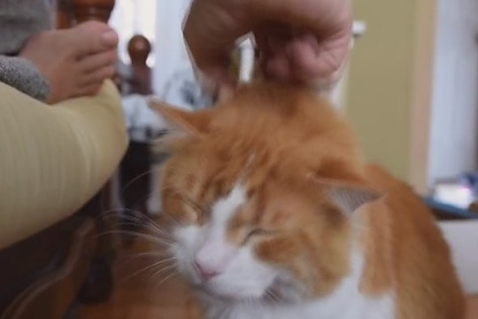 Neįprastai murkiantis katinas užkariauja internautų širdis