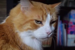 Internautus sužavėjo neįprastu garsu murkianti katė