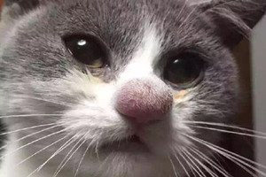 Su bite susipažinti panorusi katė labai pasigailėjo