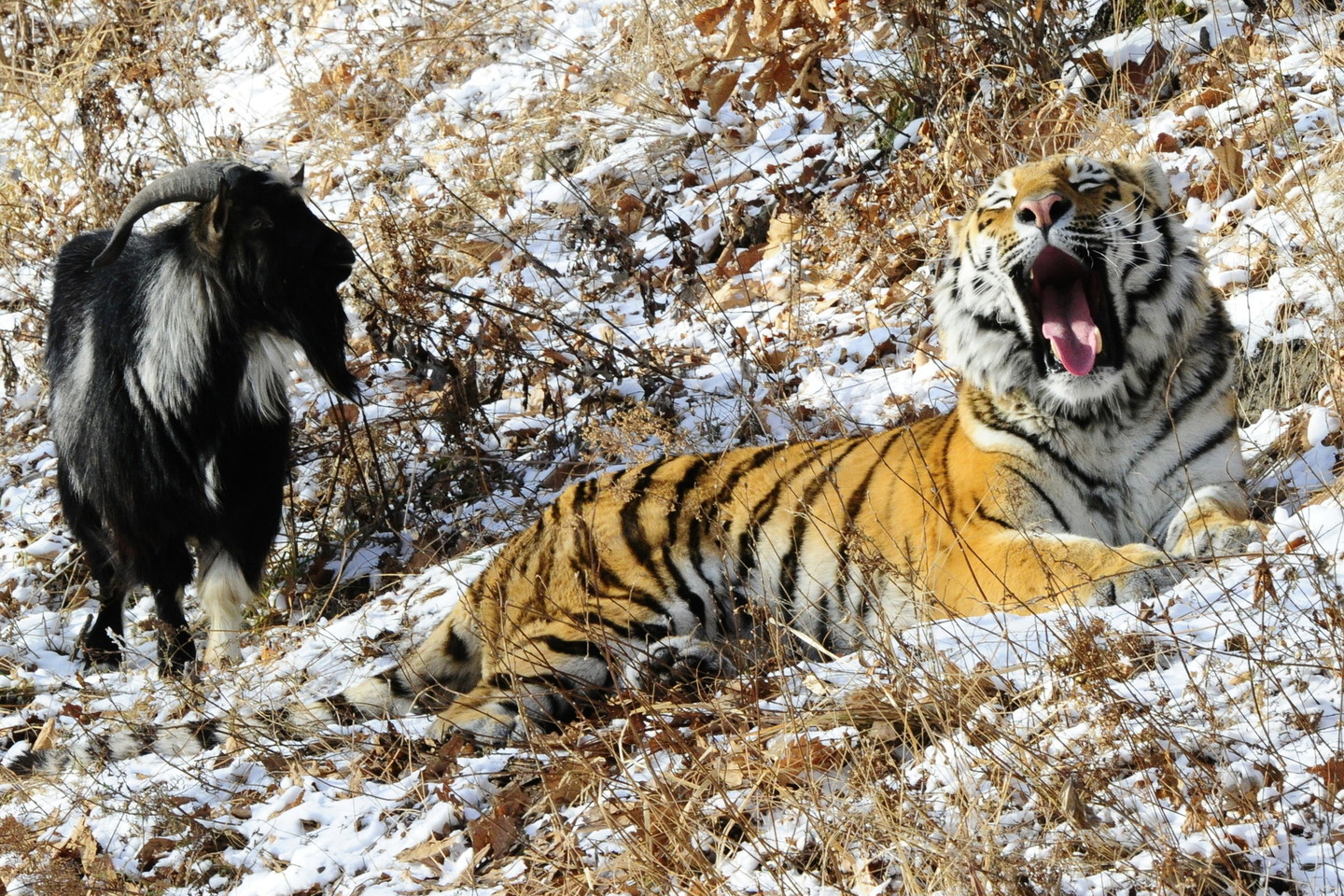 Užuot sudraskęs jam paaukotą ožį Timūrą tigras Amūras tapo geriausiu jo draugu.<br>ViDA Press nuotr.