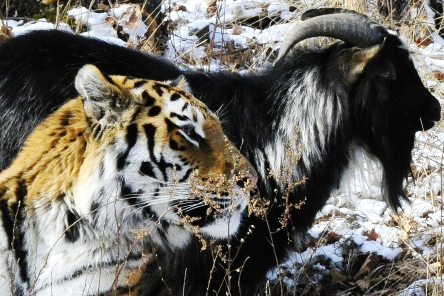 Užuot sudraskęs jam paaukotą ožį Timūrą tigras Amūras tapo geriausiu jo draugu.<br>ViDA Press nuotr.