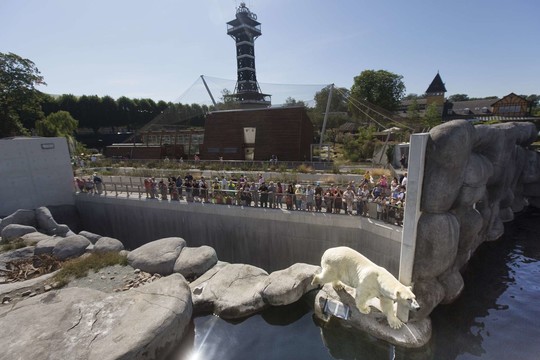 Kopenhagos zoologijos sode lietuvis įšoko į lokio aptvarą