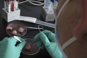 Kinai šiurpina: masiškai klonuos gyvūnus, ateityje – ir žmones