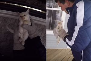 Kalėdų stebuklas: į ledą sustingusį kačiuką prikėlė iš numirusių