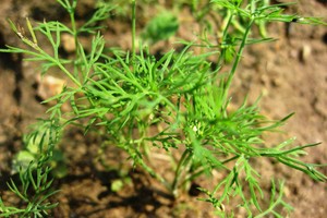 Daržovių sėja žiemą? Taip ir pavasarį neatsidžiaugsite derliumi