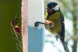 Po uodo įgėlimo zylei – mirtina liga ir navikais apaugęs kūnas